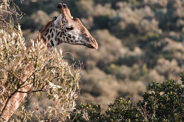 长颈鹿 长颈 斑点 - 上的免费照片