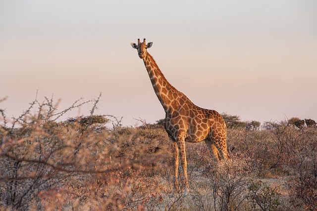 长颈鹿 动物 苹果浏览器 - 上的免费照片