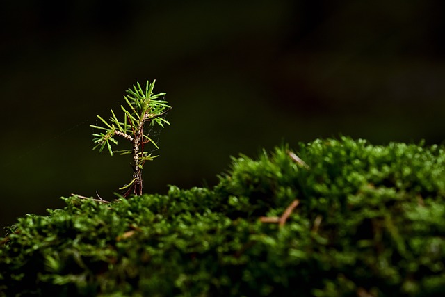 树 苔藓 幼苗 - 上的免费照片