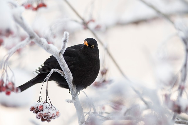 黑鸟 鸟 坐 - 上的免费照片