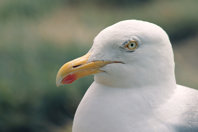 海鸥 Seevogel 鸟 - 上的免费照片