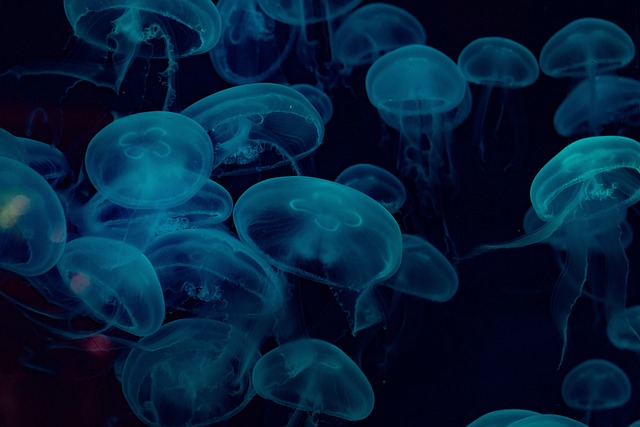 海蜇 海 水下 - 上的免费照片
