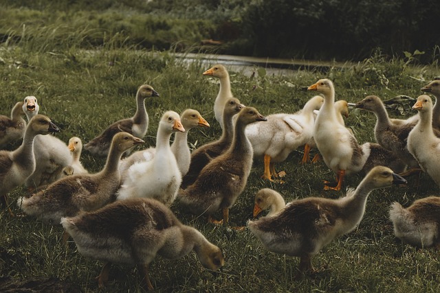 鸭子 鹅 草地 - 上的免费照片