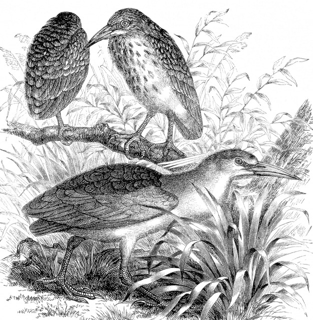 夜鹭 鸟类 雕刻 - 上的免费图片