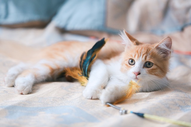 猫 小猫 橘猫 - 上的免费照片