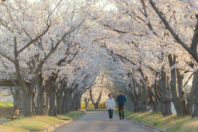 夫妻 步行 樱花树 - 上的免费照片
