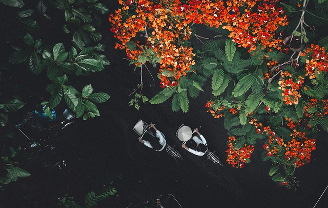 鸟瞰图 树木 骑自行车 - 上的免费照片