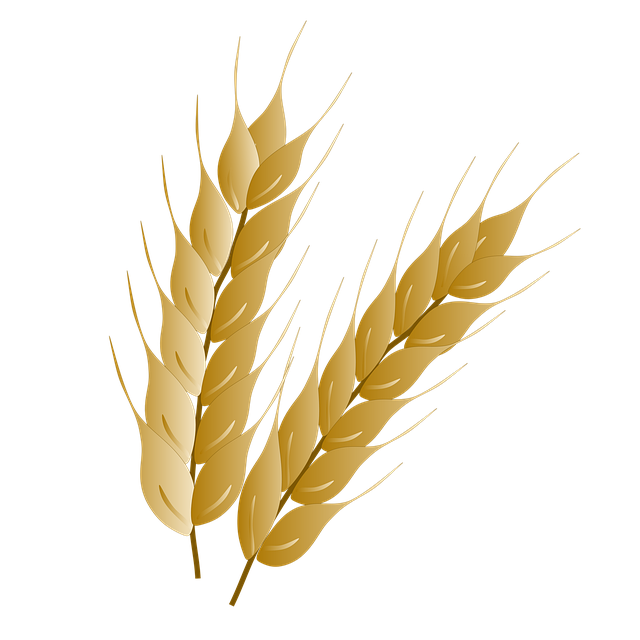 小麦 小麦穗 谷物 - 上的免费图片