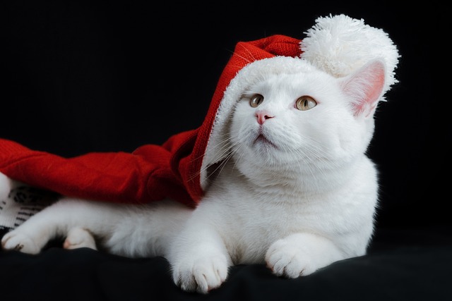 猫 帽子 圣诞节 - 上的免费照片