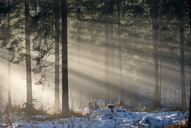 森林 树木 阳光 - 上的免费照片
