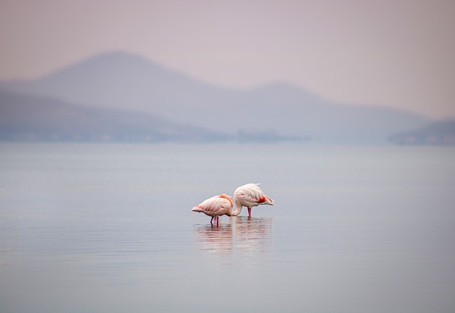 火烈鸟 鸟类 湖 - 上的免费照片