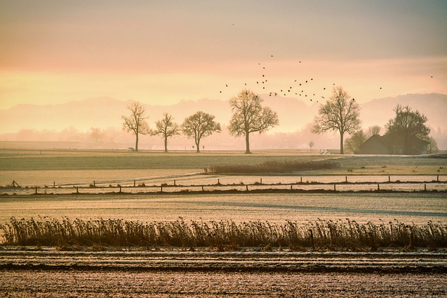 牧场 多雾路段 鸟类 - 上的免费照片