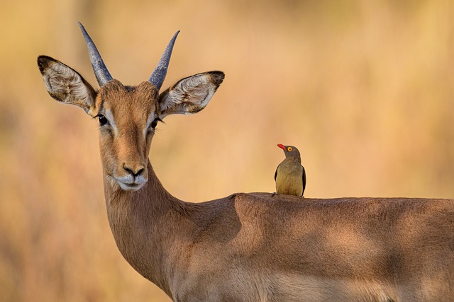 黑斑羚 啄木鸟 鸟 - 上的免费照片