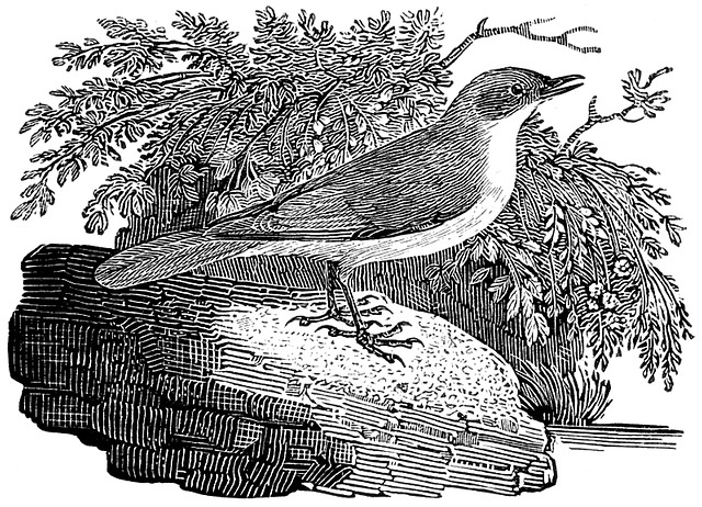 小白喉 鸟 莺 - 上的免费图片