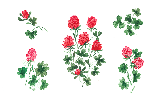 三叶草 草 自然 - 免费矢量图形