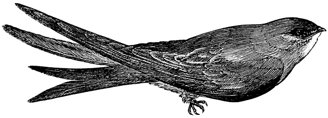 迅速 鸟 鸟类学 - 上的免费图片