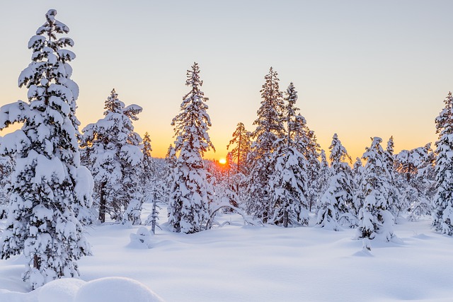 冬天 针叶树 日落 - 上的免费照片