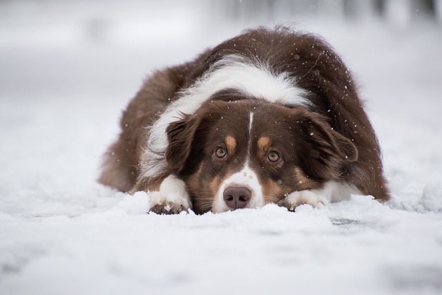 澳大利亚牧羊犬 狗 雪 - 上的免费照片