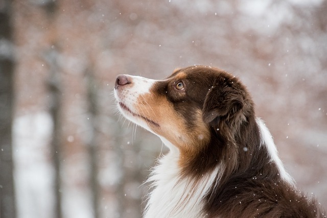 澳大利亚牧羊犬 狗 雪 - 上的免费照片