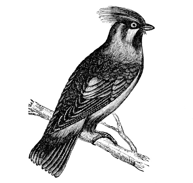 波希米亚雀 鸟 蜡翅 - 上的免费图片