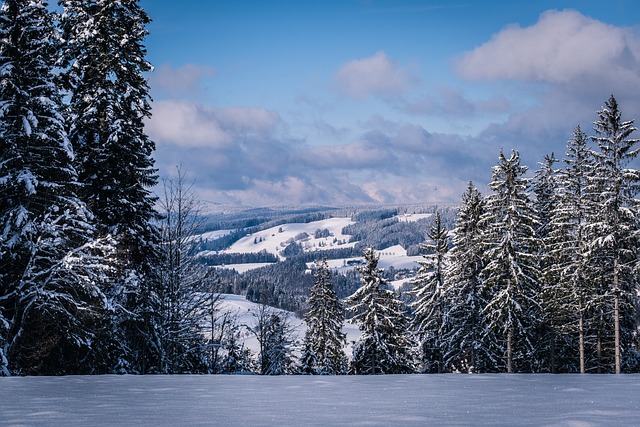 森林 丘陵 雪 - 上的免费照片
