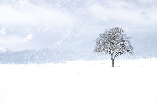 雪 冬天 树 - 上的免费照片
