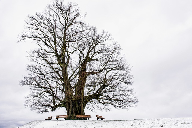 冬天 树 长凳 - 上的免费照片