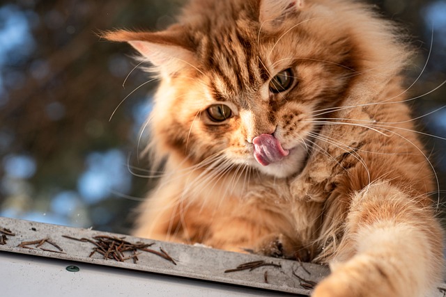 猫 猫科动物 生姜 - 上的免费照片