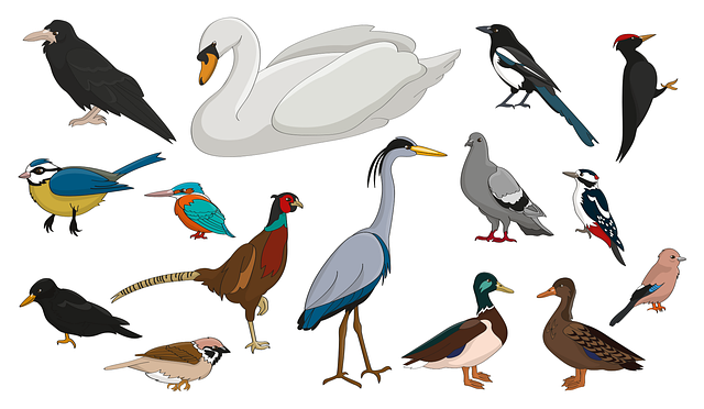 动物 嘴 鸟 - 免费矢量图形