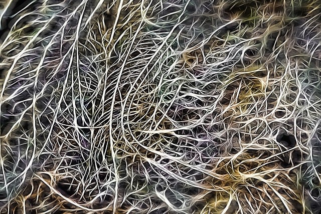 摘要 绘图 神经元 - 上的免费图片