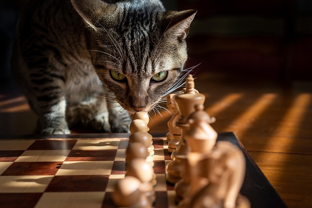虎斑猫 猫 棋 - 上的免费照片
