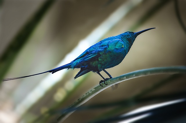太阳鸟 鸟 孔雀石太阳鸟 - 上的免费照片