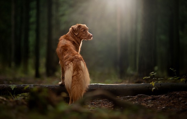 新斯科舍鸭收费猎犬 狗 森林 - 上的免费照片