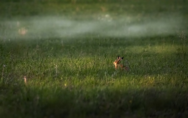兔子 草 草地 - 上的免费照片