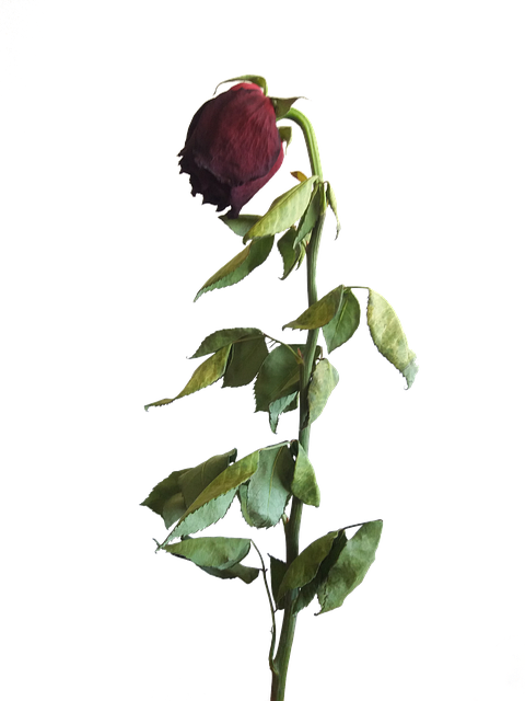 玫瑰 干燥 花 - 上的免费图片