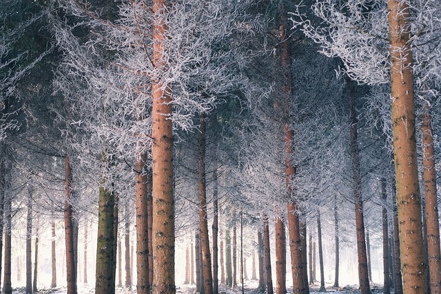 树木 森林 冬天 - 上的免费照片
