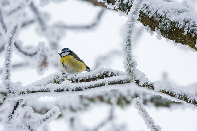 鸟 蓝雀 冬天 - 上的免费照片