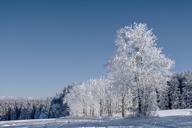 冬天 森林 枞树 - 上的免费照片