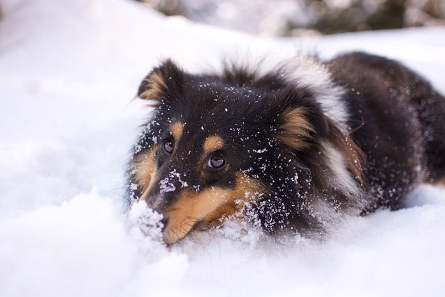 狗Walk雪 设得兰群岛牧羊犬 设得兰群岛的三色的牧羊犬 - 上的免费照片