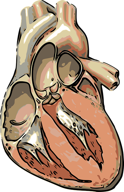 心 阀门 心脏 - 免费矢量图形