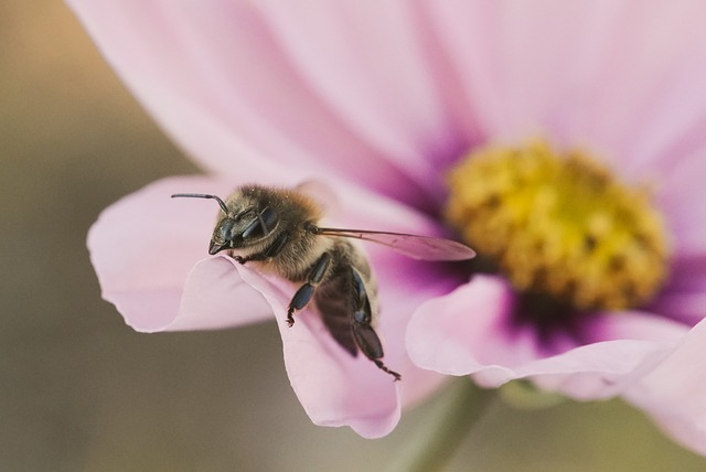 花 蜜蜂 花粉 - 上的免费照片
