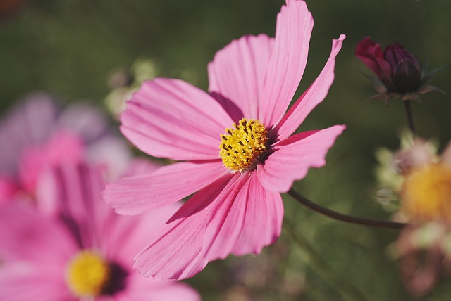 花 花瓣 自然 - 上的免费照片