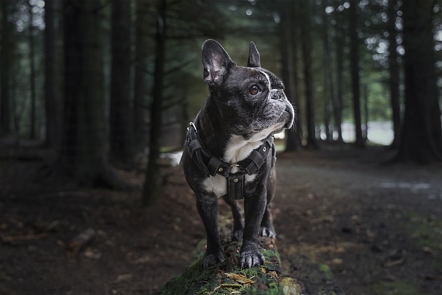 法国斗牛犬 法国人 森林 - 上的免费照片