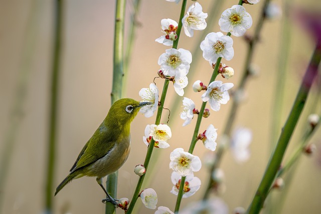 鸟 白眼 日本带状线虫 - 上的免费照片