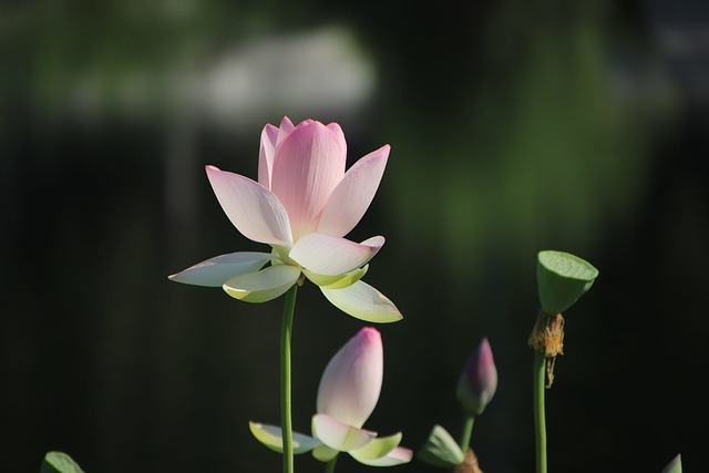 莲花 花 植物 - 上的免费照片