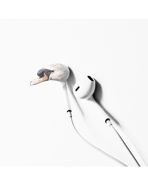 天鹅 耳罩 Ipods - 上的免费图片