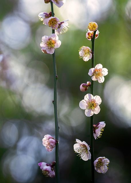 植物 梅花 阳光 - 上的免费照片