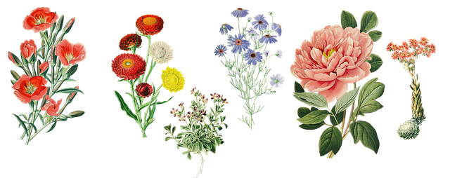 花朵 园林植物 优质的 - 上的免费图片
