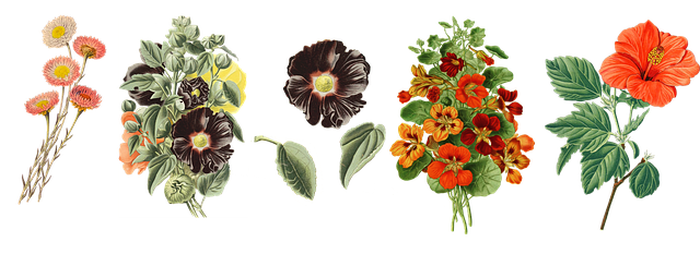年份 花 纸雏菊 - 上的免费图片