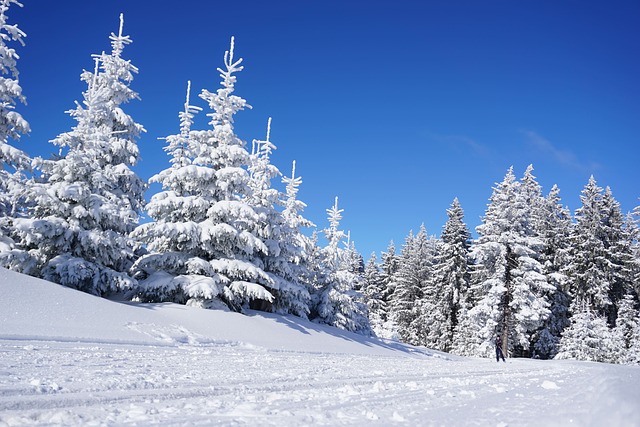 滑雪 树木 雪 - 上的免费照片